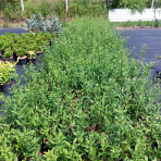 Vtáčí zob obyčajný (Ligustrum Vulgare) ´ATROVIRENS´ - výška 40-60 cm, kont. C2L